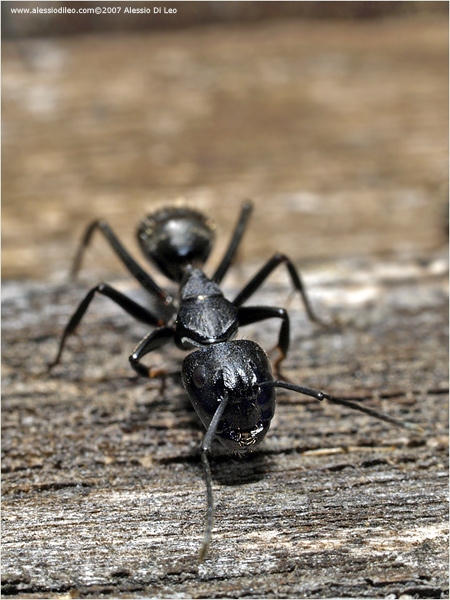 Camponotus vagus