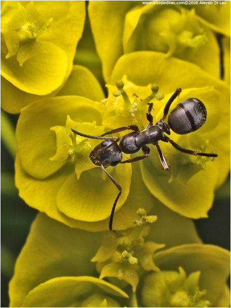 Formica rufa