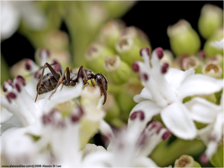 Formica rufa