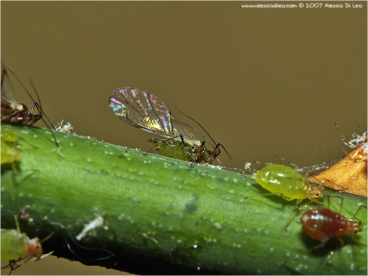 Macrosiphum rosae