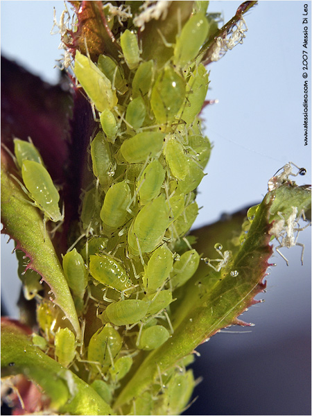 Macrosiphum rosae