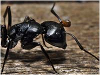 Camponotus vagus