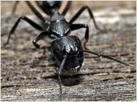 Camponotus vagus