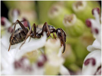 Formica rufa