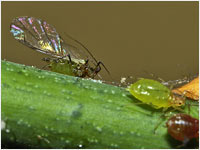 Macrosiphum rosae