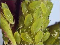 Macrosiphum rosae