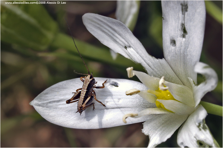 Neanide di Tettigonia