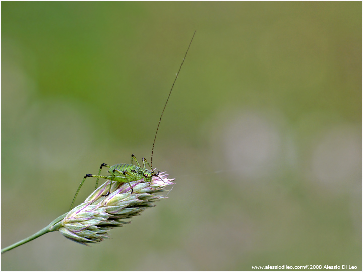 Neanide di Tettigonia