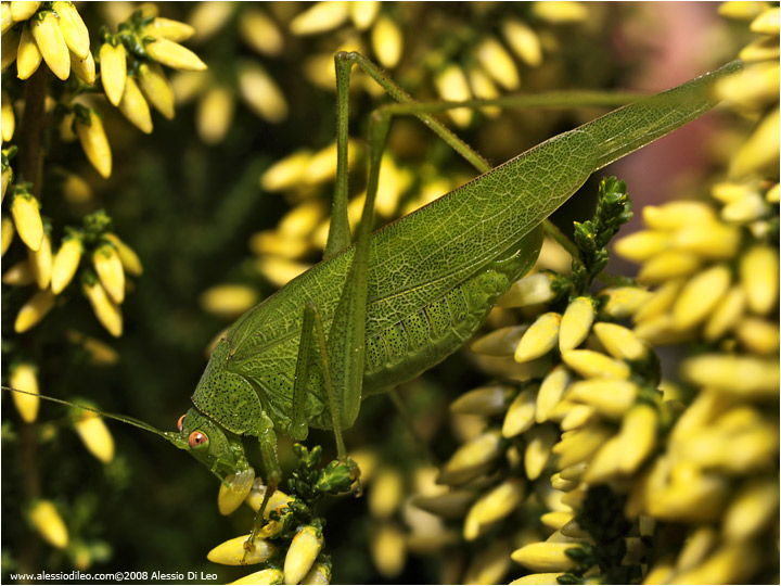 Phaneroptera nana