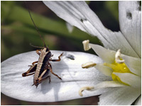 Neanide di Tettigonia