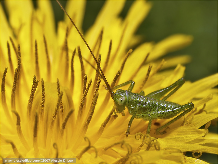 Neanide di Tettigonia