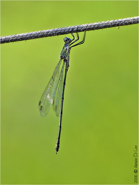 Lestes viridis maschio