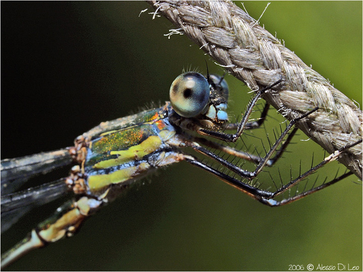 Lestes viridis maschio