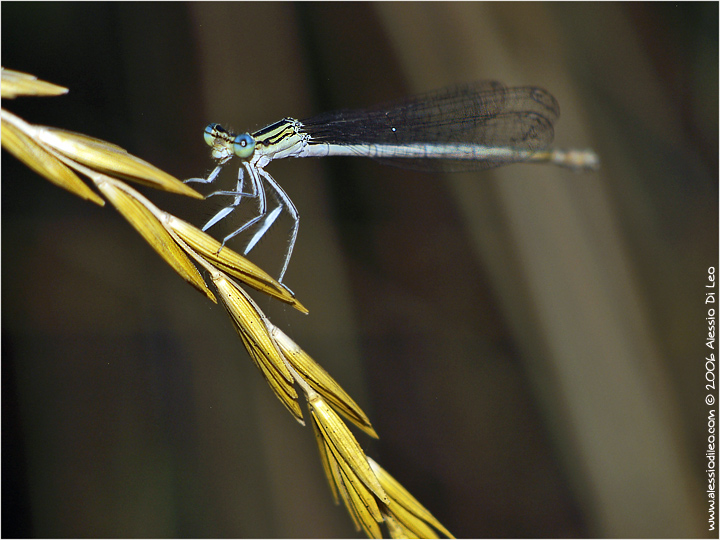 Platycnemis pennipes femmina