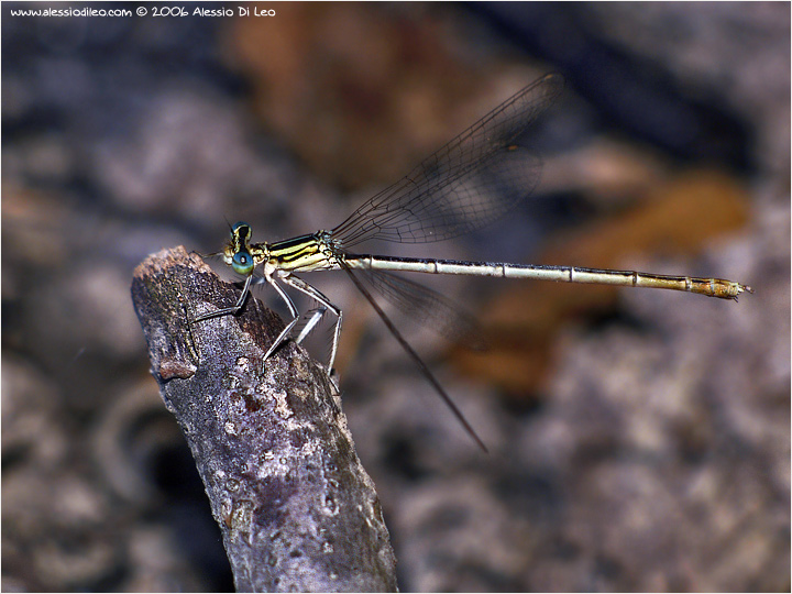 Platycnemis pennipes femmina