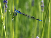 Ischnura elegans