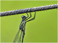 Lestes viridis maschio