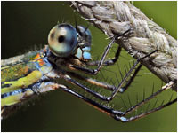 Lestes viridis maschio