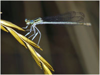 Platycnemis pennipes femmina