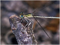 Platycnemis pennipes femmina