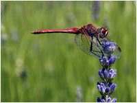 Sympetrum fonscolombei