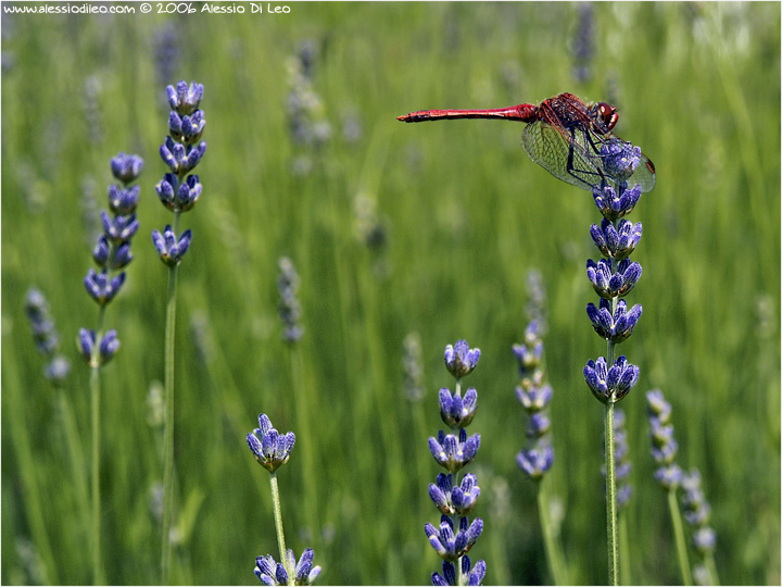 Sympetrum fonscolombei