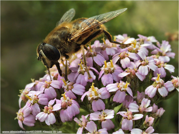 Eristalis tenax