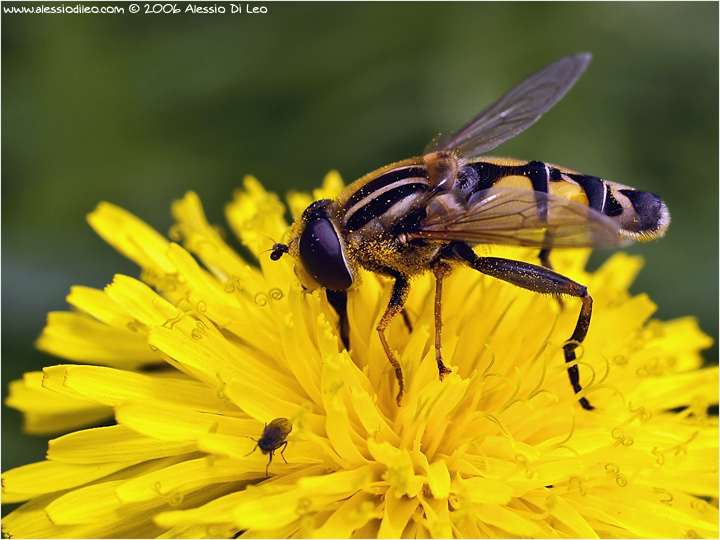 Helophilus trivittatus