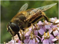 Eristalis tenax