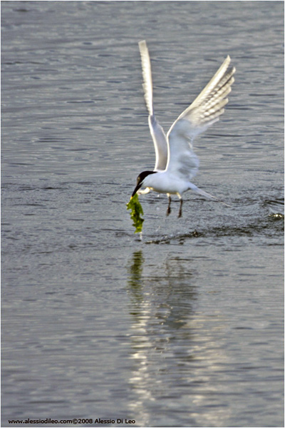 Sterna comune [Sterna hirundo]