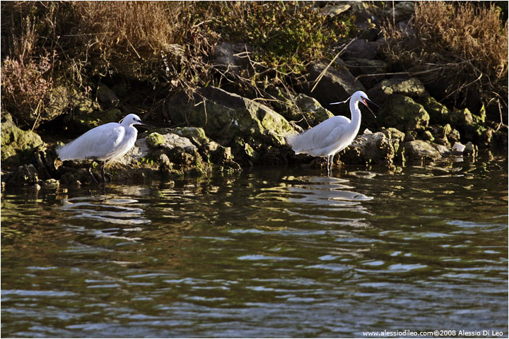 Garzette [Egretta garzetta]