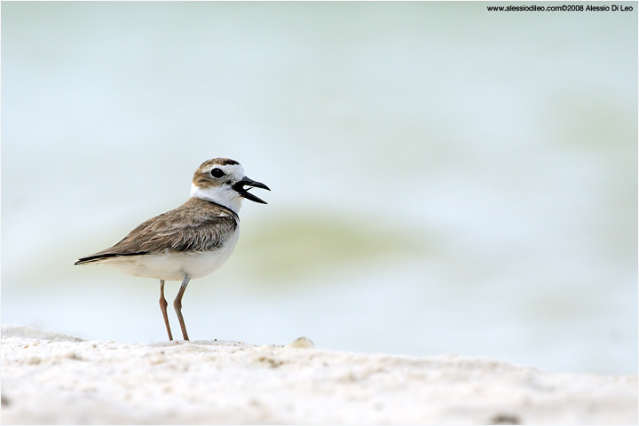 Corriere di Wilson [Charadrius wilsonia]