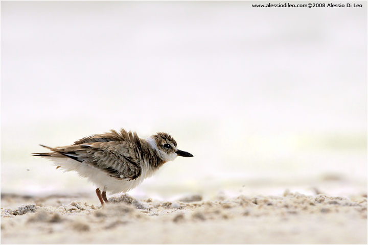 Corriere di Wilson [Charadrius wilsonia]