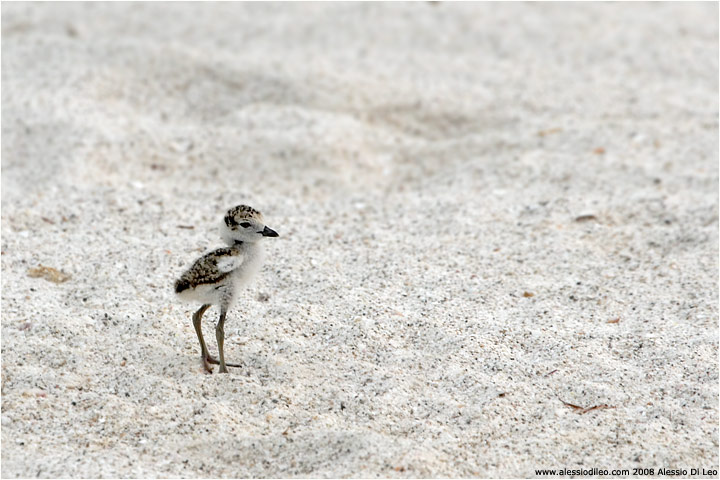 Piccolo di Corriere di Wilson [Charadrius wilsonia]