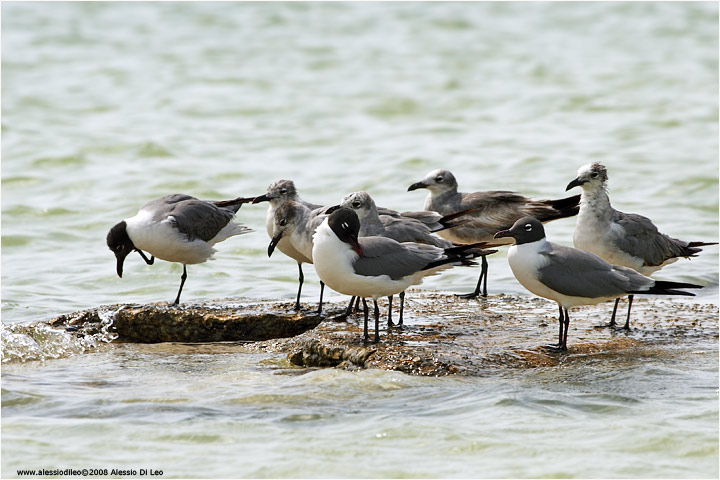 Gabbiani [Larus atricilla]