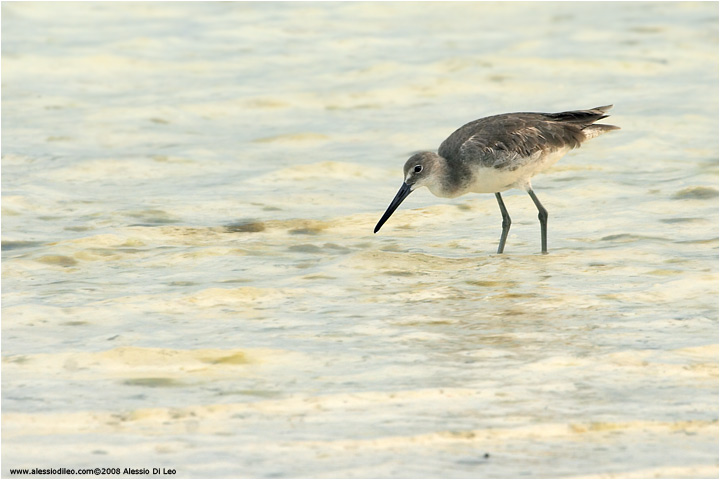Willet