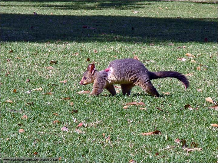 Common Brush Tail Possum (Trichosurus vulpecula)