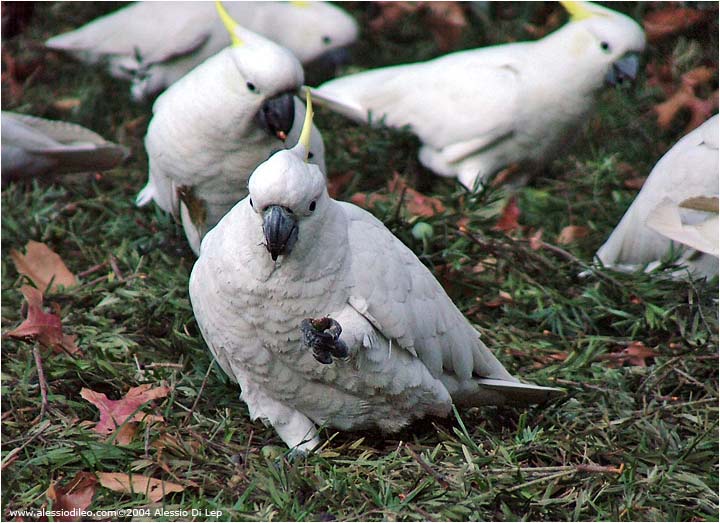 Sulphur crested cockatoo