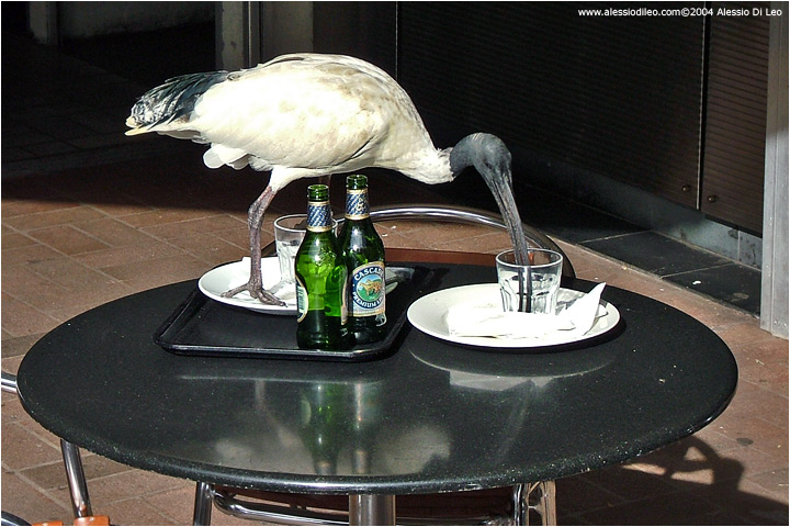 Ibis all'interno dei Royal botanic garden