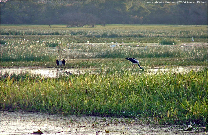 L' aniga a sinistra e la cicogna Jabiru a destra