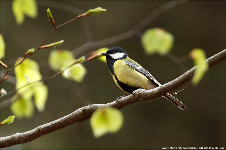 Cinciallegra - [Parus major]