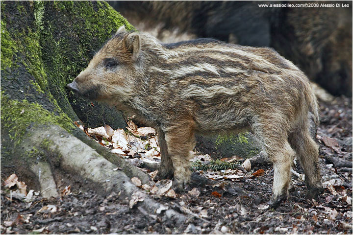 Cucciolo di cinghiale