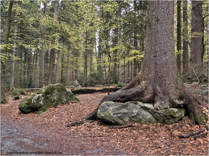 Il bosco del Bayerischer Wald National Park