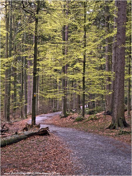 Il sentiero attraverso il bosco