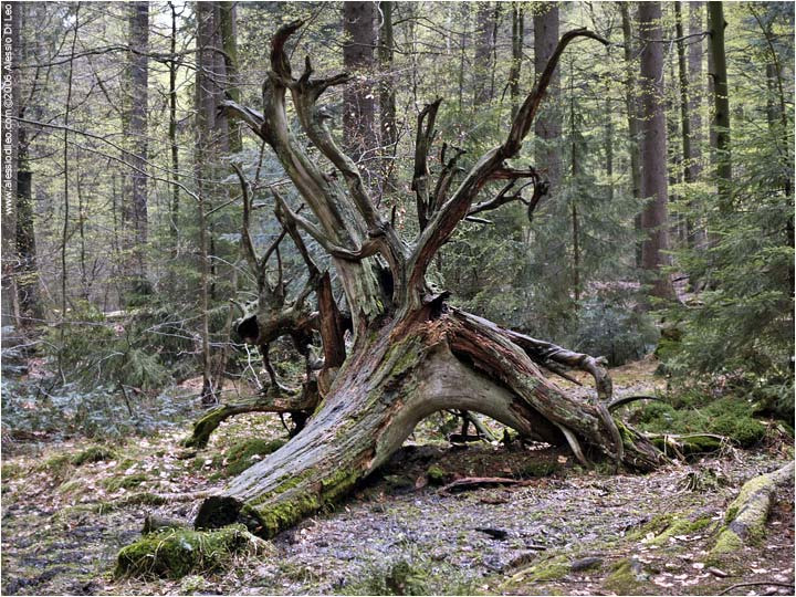 Un enorme radice di un tronco abbattuto