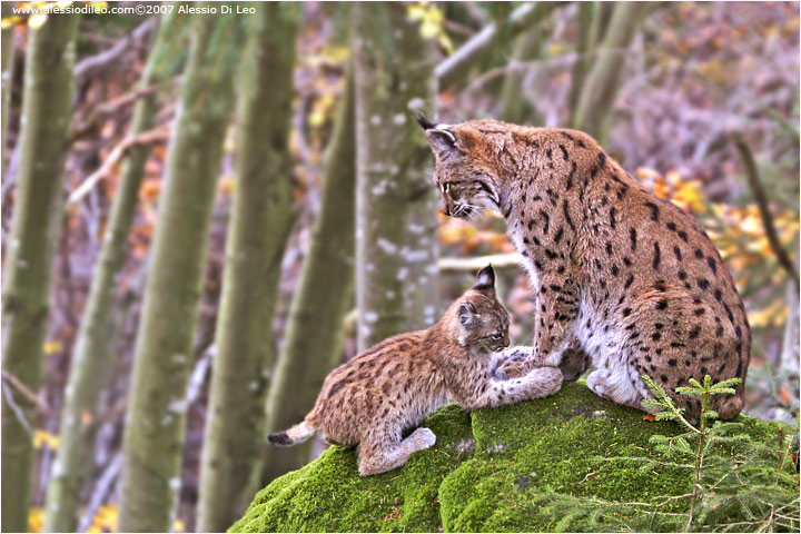 Lince con cucciolo