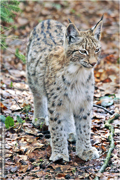 Il cucciolo di lince è cresciuto