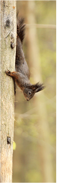 Scoiattolo rosso - [Sciurus vulgaris]