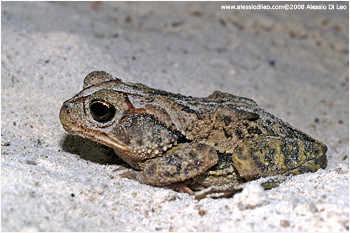 Bufo valliceps
