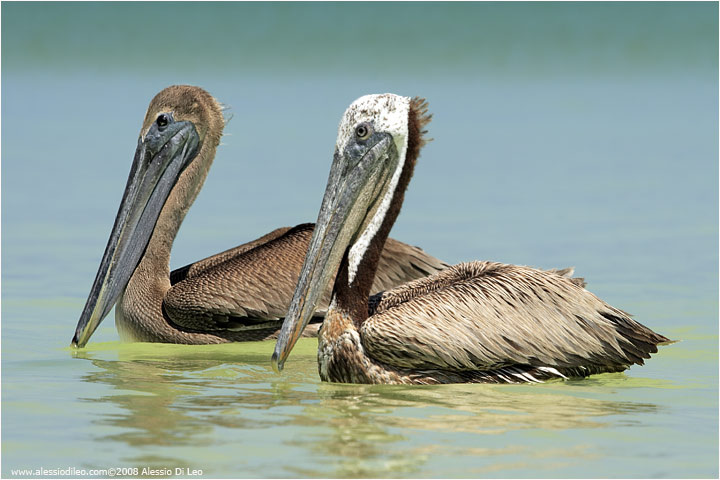 Pellicano bruno [Pelecanus occidentalis]